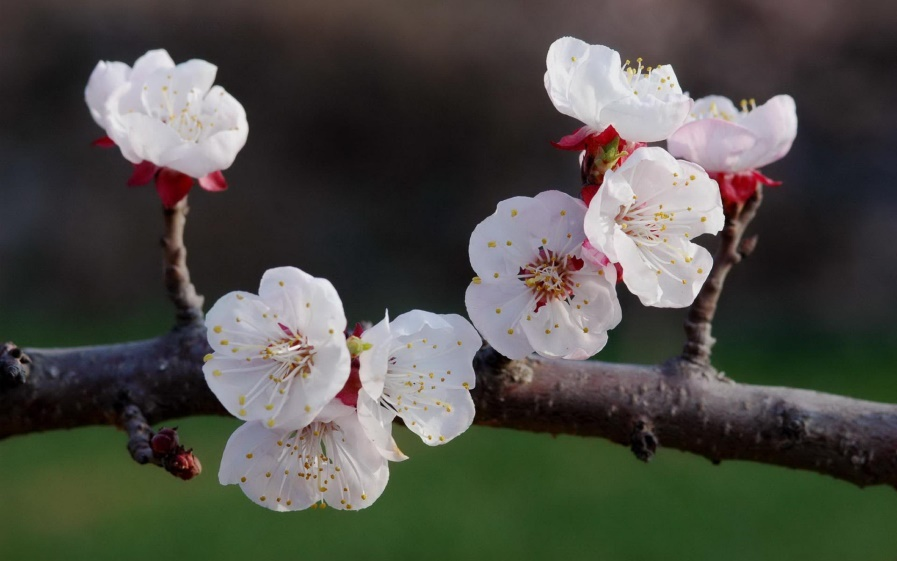 桃花和梅花怎么区分（只需从5个关键部分入手）