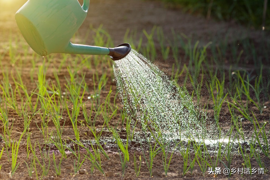 尿素兑水灌根使用方法（种植蔬菜的5个土方法）