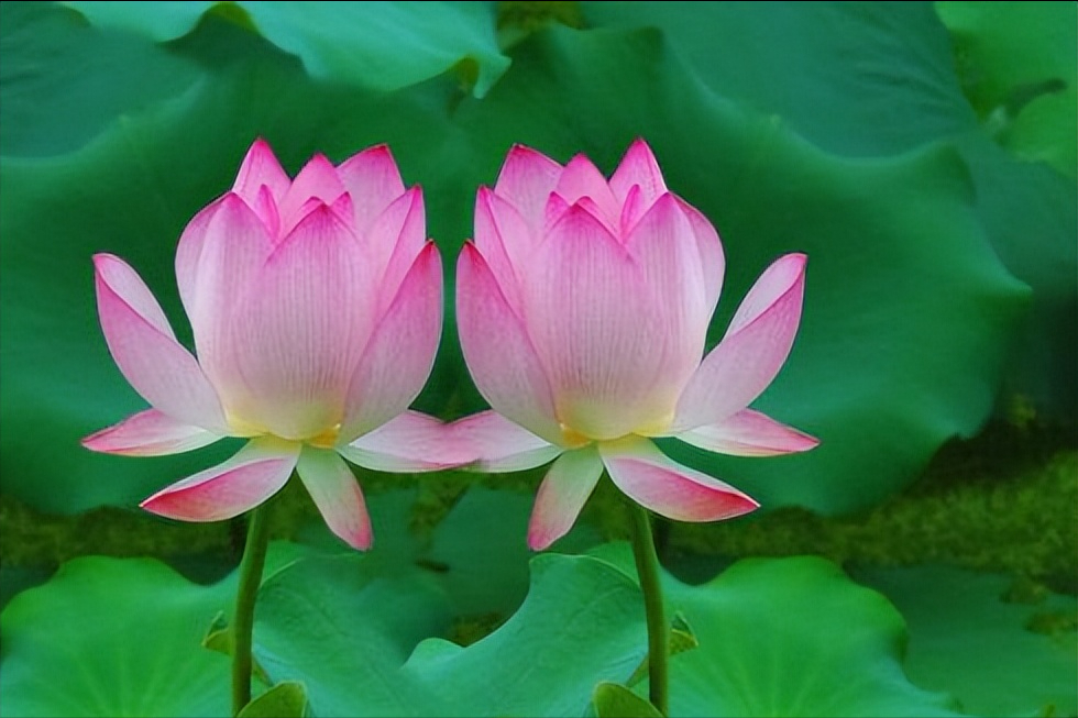 30首唯美荷花诗词，让诗意的荷花给你带来夏日的美好