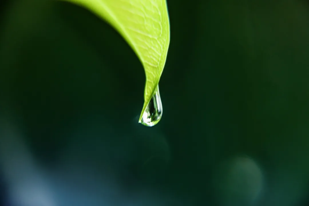 今日雨水|一场春雨,十里花开,许你岁月静好