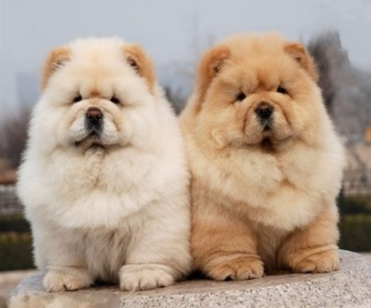 松狮好养吗(5招,教你把"松狮犬"养得干净,体味轻)