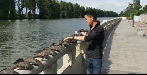 吃魚屎的魚,吃魚屎的魚哪種最好
