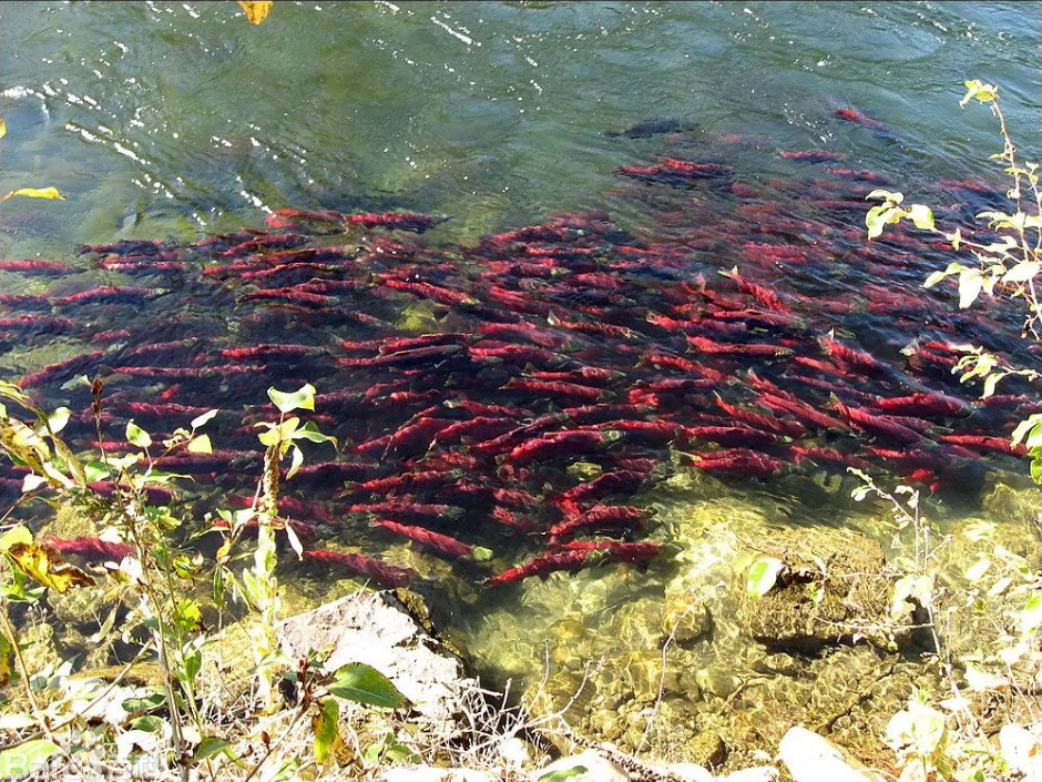 洄游鱼类:三文鱼,中华鲟,鲑鱼,鳀鱼,湟鱼等都是洄游鱼类