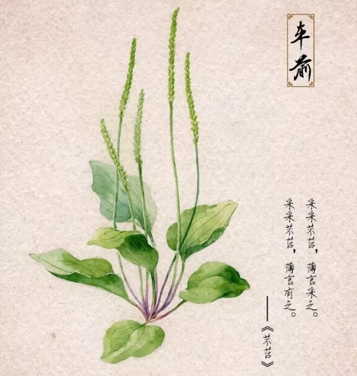 诗经中关于爱情的经典诗句(今天是西方的情人节)