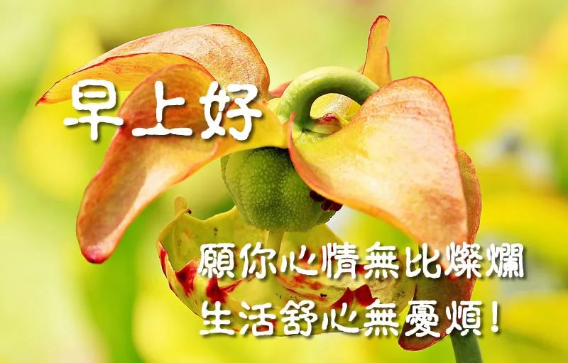 朋友圈里非常美丽的早安问候动态唯美图片 烦恼纠结看开就好图片