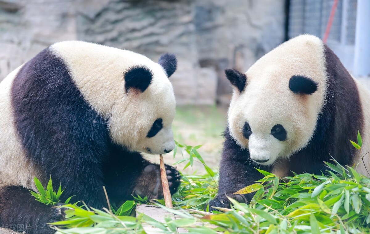 长春野生动物园图片