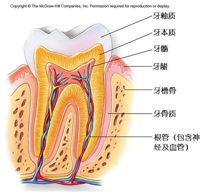 关于我喝牛奶断了门牙，解决产生的疑问这件事