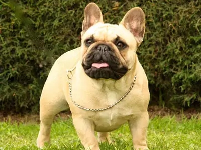 京巴犬图片京巴犬图片短毛