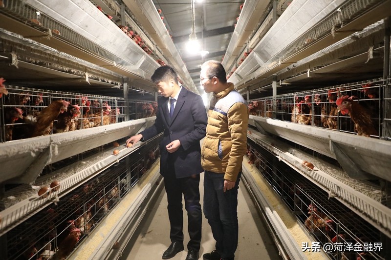 「乡村振兴」农商银行支持，养鸡场全都是机械化