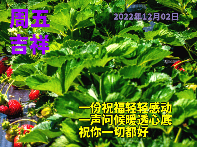 一声早上好，愿友开心整天、幸福每一天，一声祝福、一生朋友图片