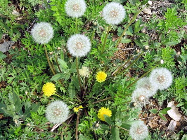 山上的野菜,这3种都像蒲公英,真假分得清吗?