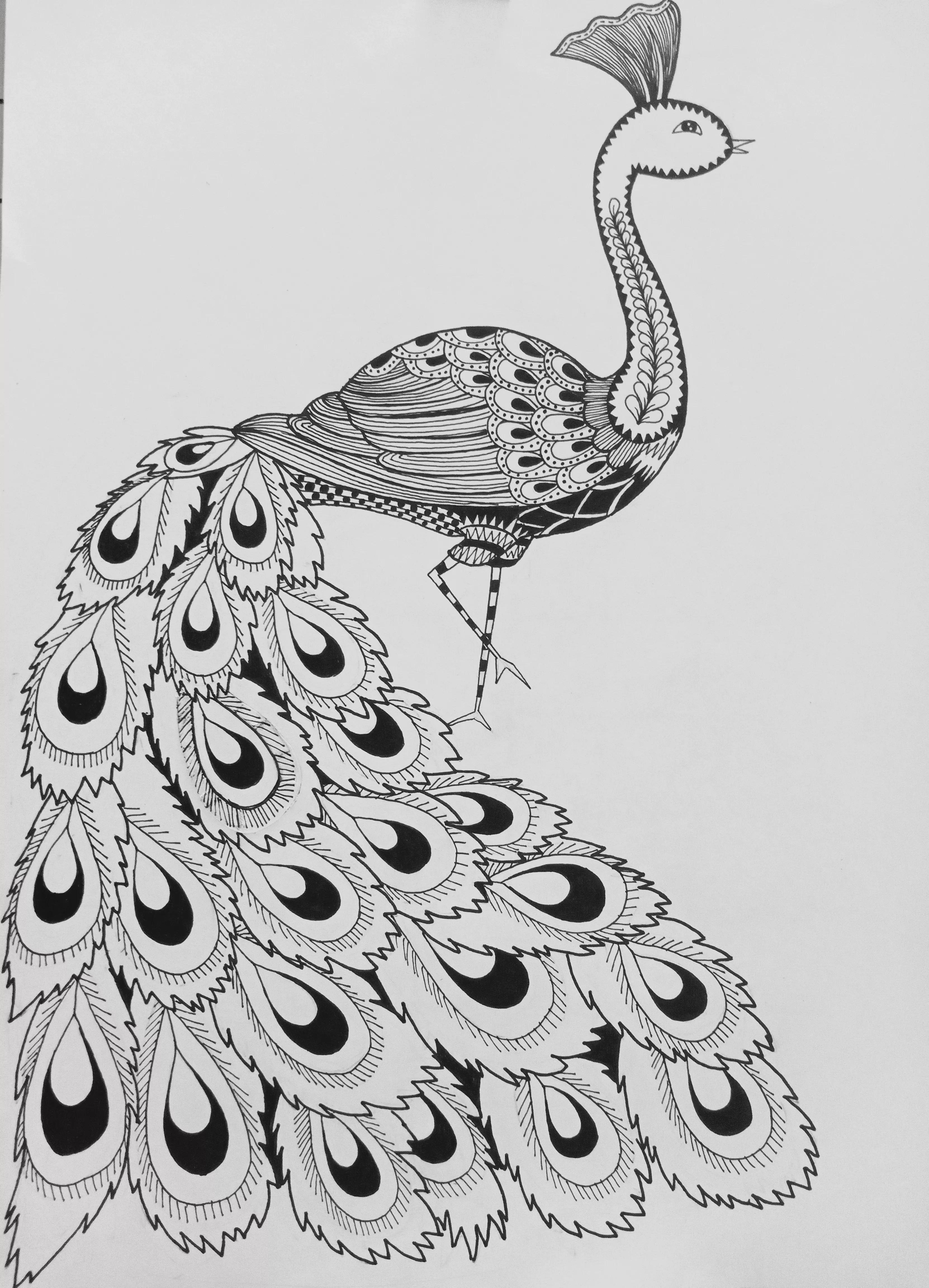 《孔雀》线描画绘画过程