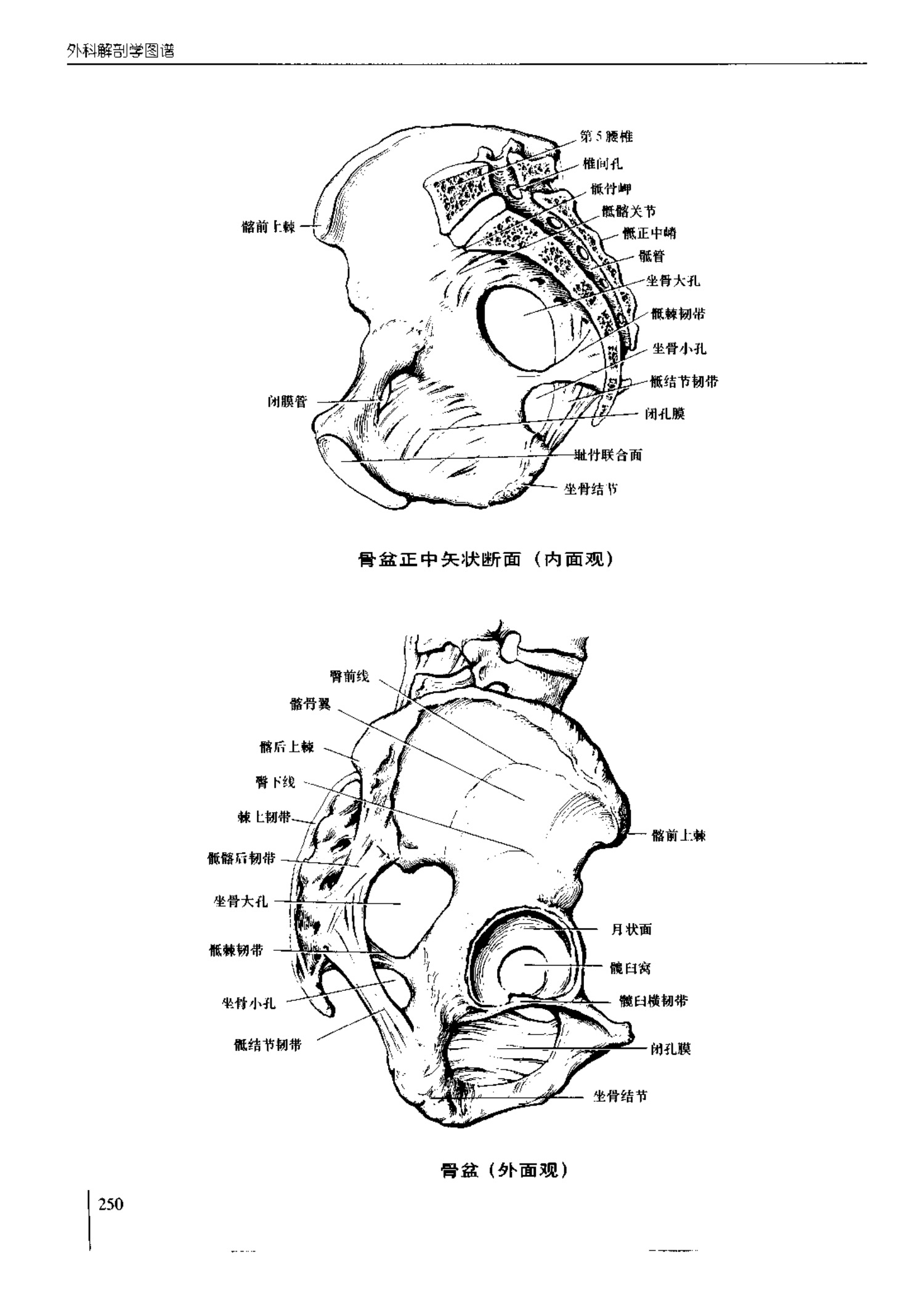 人体内脏位置图(图示集‖外科解剖学图谱(8-5)盆部)