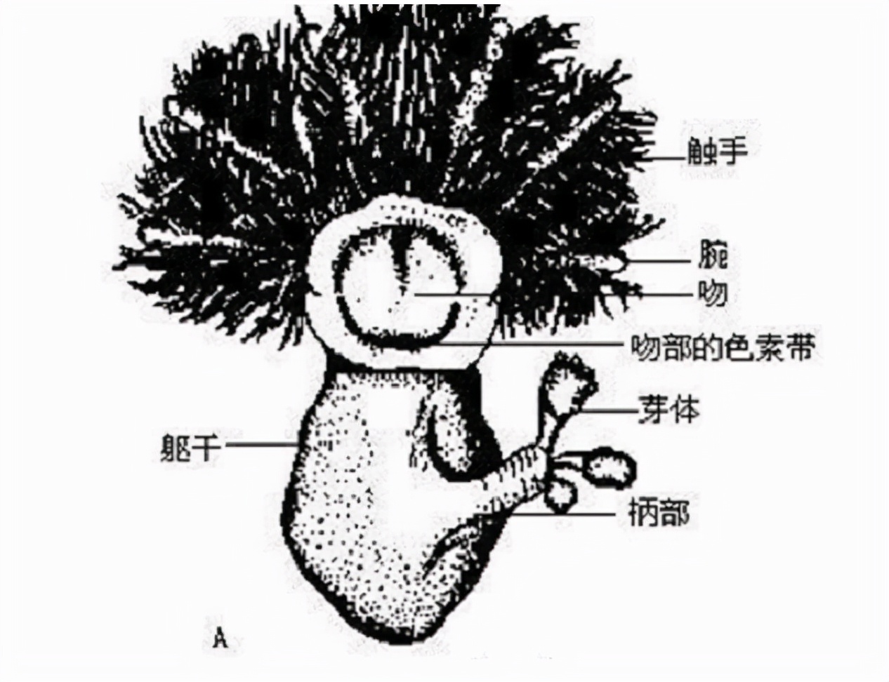 1987年，辽宁男子花1.8万买下一块长满白发的石头，半年后长了2cm