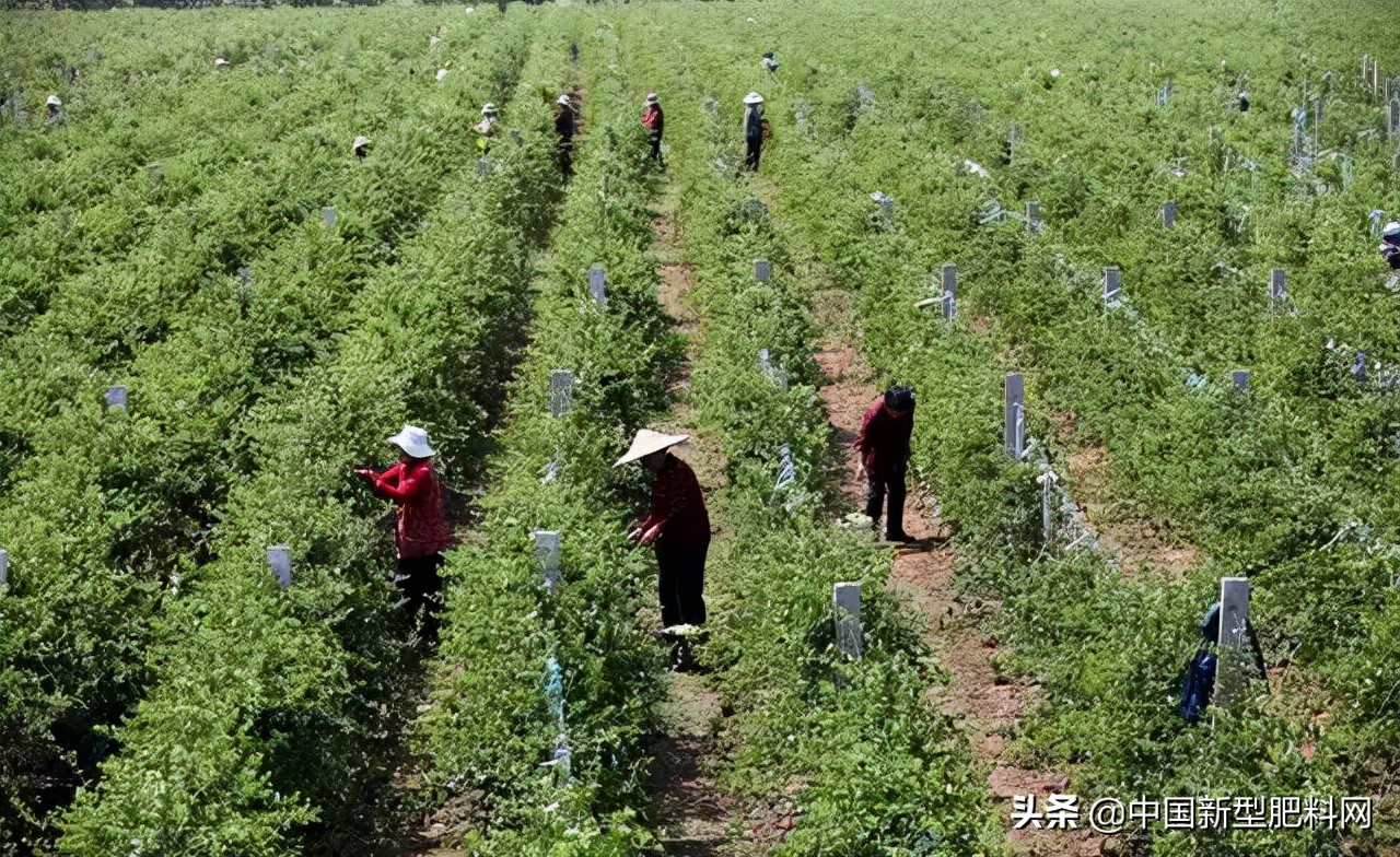 农村这些作物，明年种植，赚钱多，利润很可观，价格一直在涨