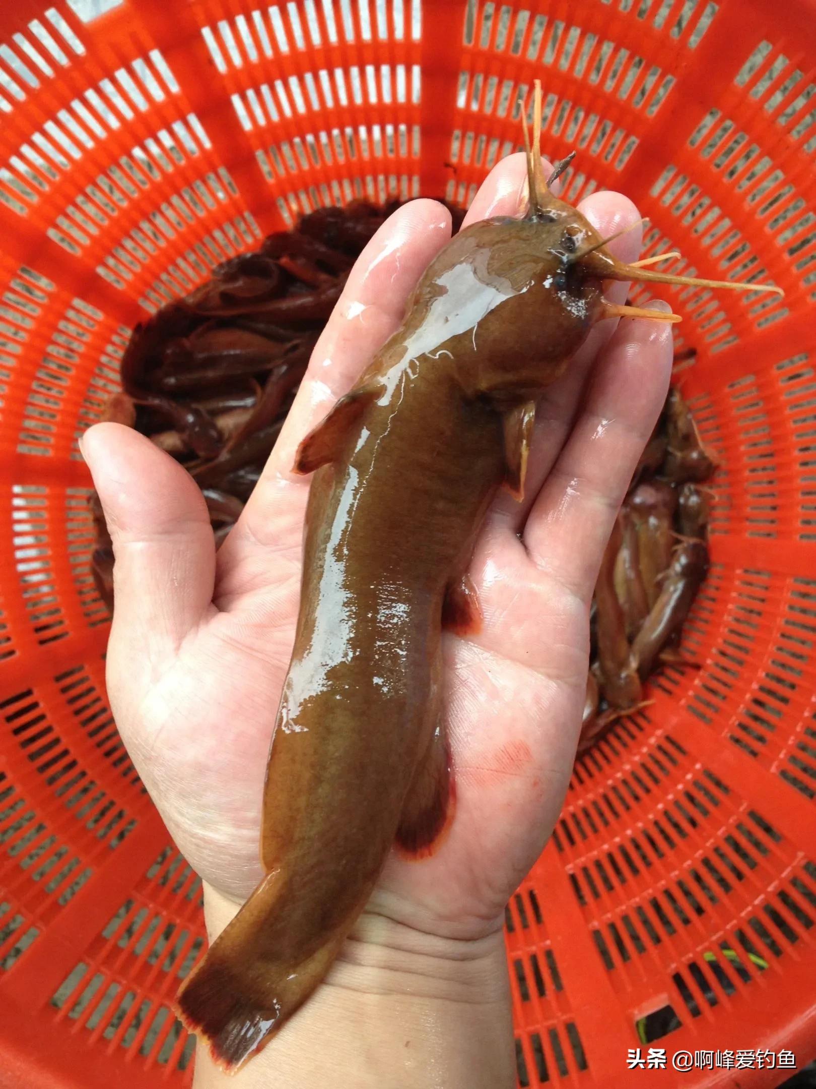 俗名"水蜂子",蛰一下痛一周,很多不认识,又有人愿花高价购买