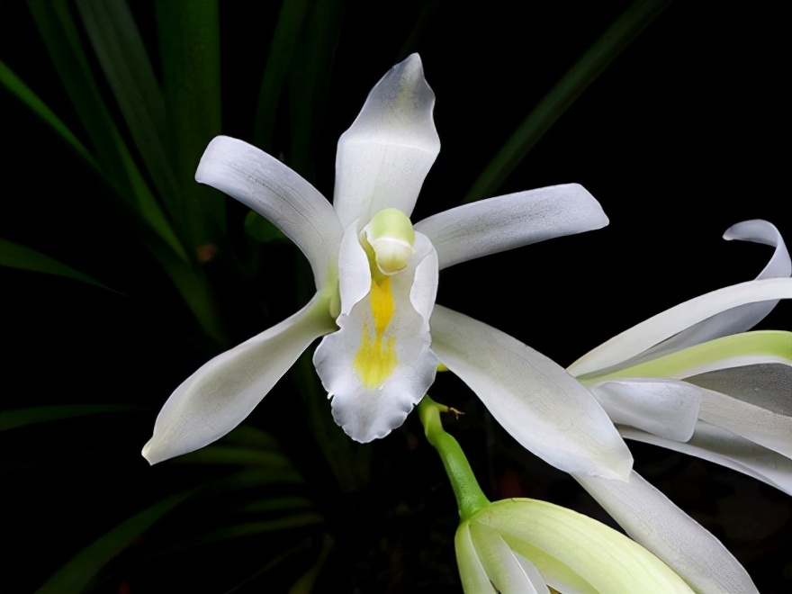 29个兰花品种，名称与图片都在这里了，你还傻傻分不清吗？