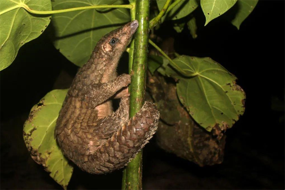 铜壁关出现穿山甲，用尾巴勾住树干，伸出长舌头，一天吃1斤蚂蚁