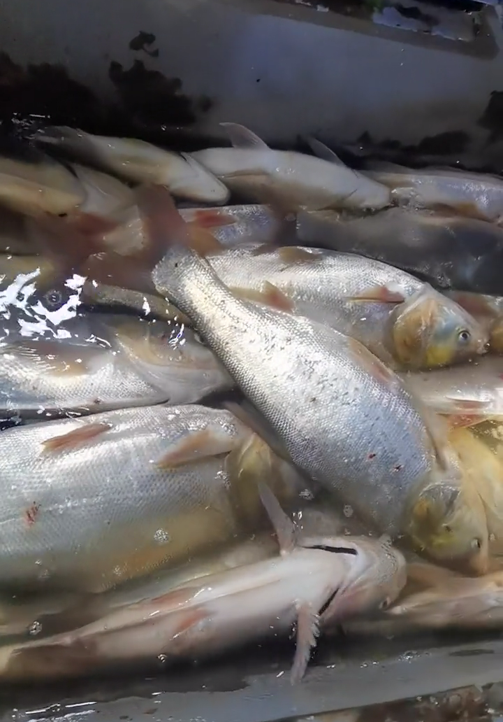 旱的旱死,涝的涝死,南方的鱼死于干旱,山西的鱼却被淹死了-热门资讯