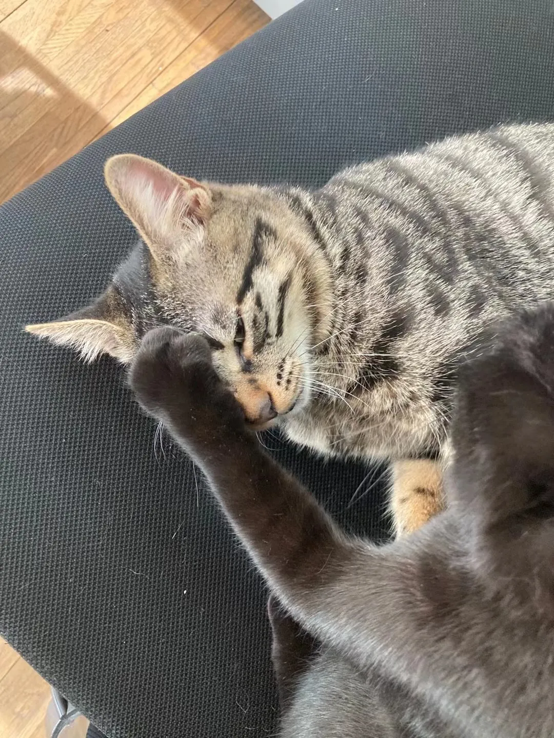 拿到ACCD、SVA、纽大、CCA，我的申请季结束了