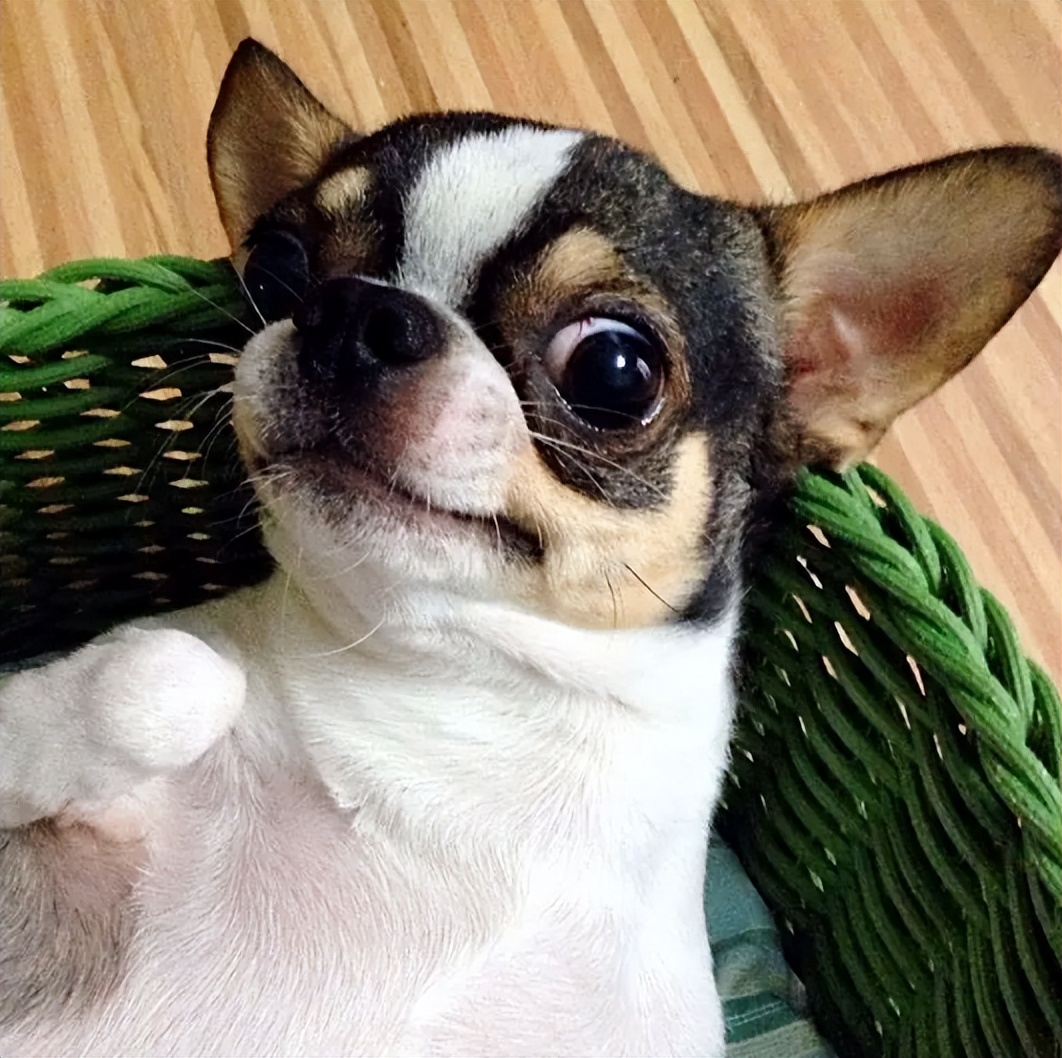 长毛吉娃娃多少钱一只(吉娃娃) - 价格百科