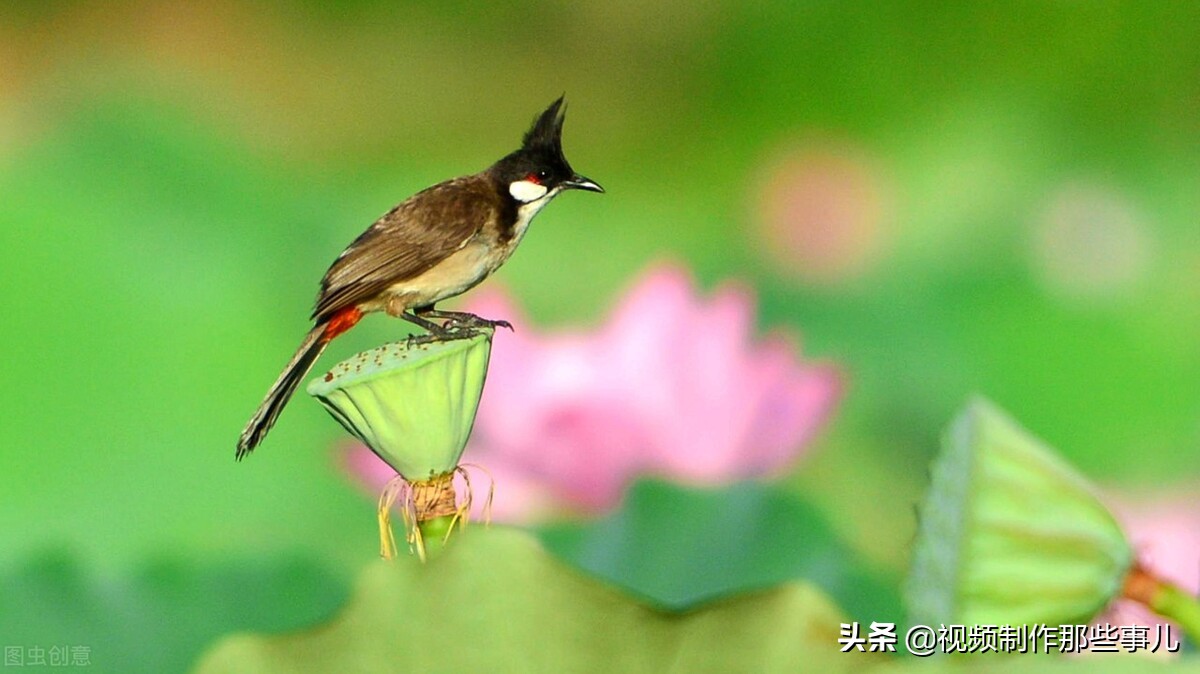 拍摄视频应该如何选择合适的相机，记住这三点，轻松搞定