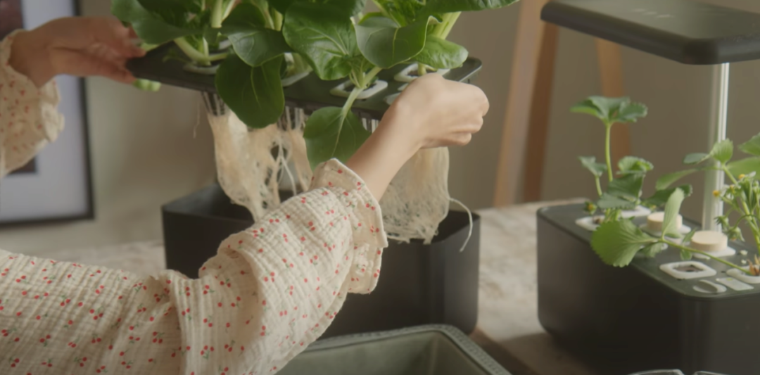 二胎妈妈改造8㎡阳台种20多种蔬菜，看了这个，我疫情还要抢菜？