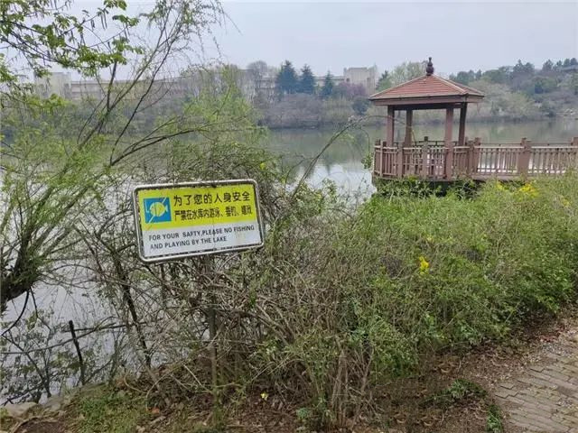 南京高校体育生下湖游泳，被湖中的黑天鹅“暴揍”，毫无还手之力