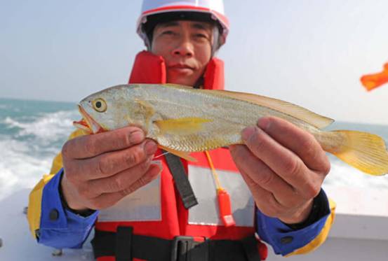 一条鱼卖4.2万！浙江渔民捕到“海中黄金”，野生大黄鱼这么贵？