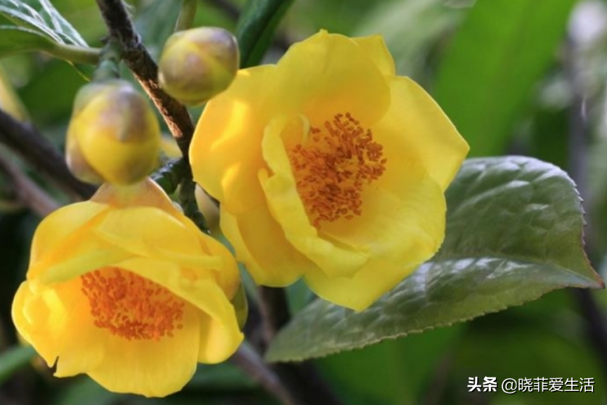七种“黄金树”，子孙世代富，护宅守家，越养越“旺家”