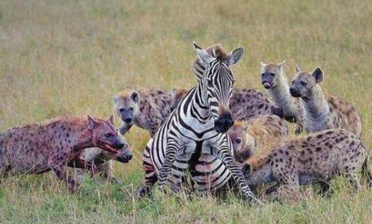 斑鬣狗为何热衷于掏肛？被掏肛的动物为何在原地不跑？