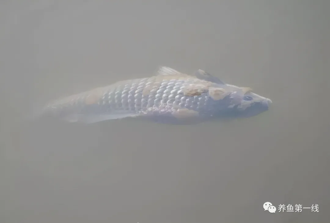 低温赤皮水霉病及其防治药物的选择