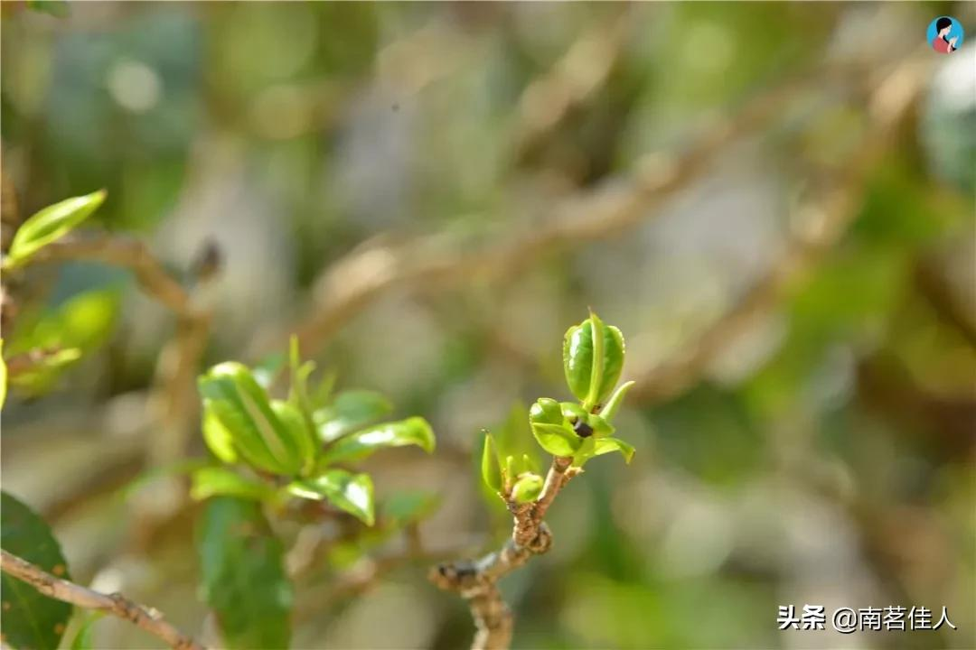 你仍然觉得普洱茶的价格高吗？