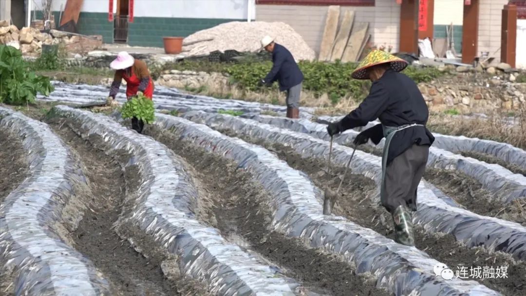 「新春走基层」连城：抢抓农时种烟忙 勤劳耕耘为丰收