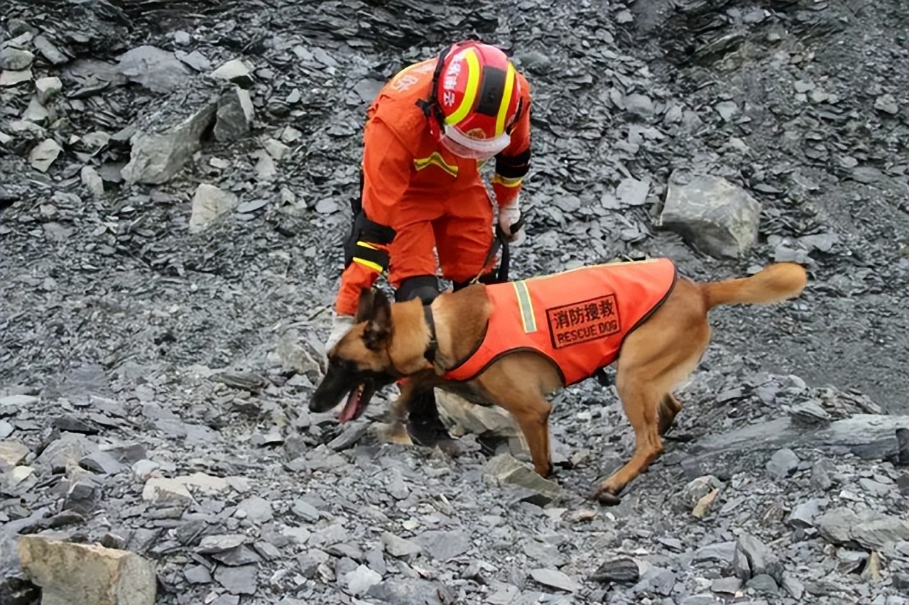 明明有生命探测仪,为何搜救犬仍必不可少? - 非凡资讯