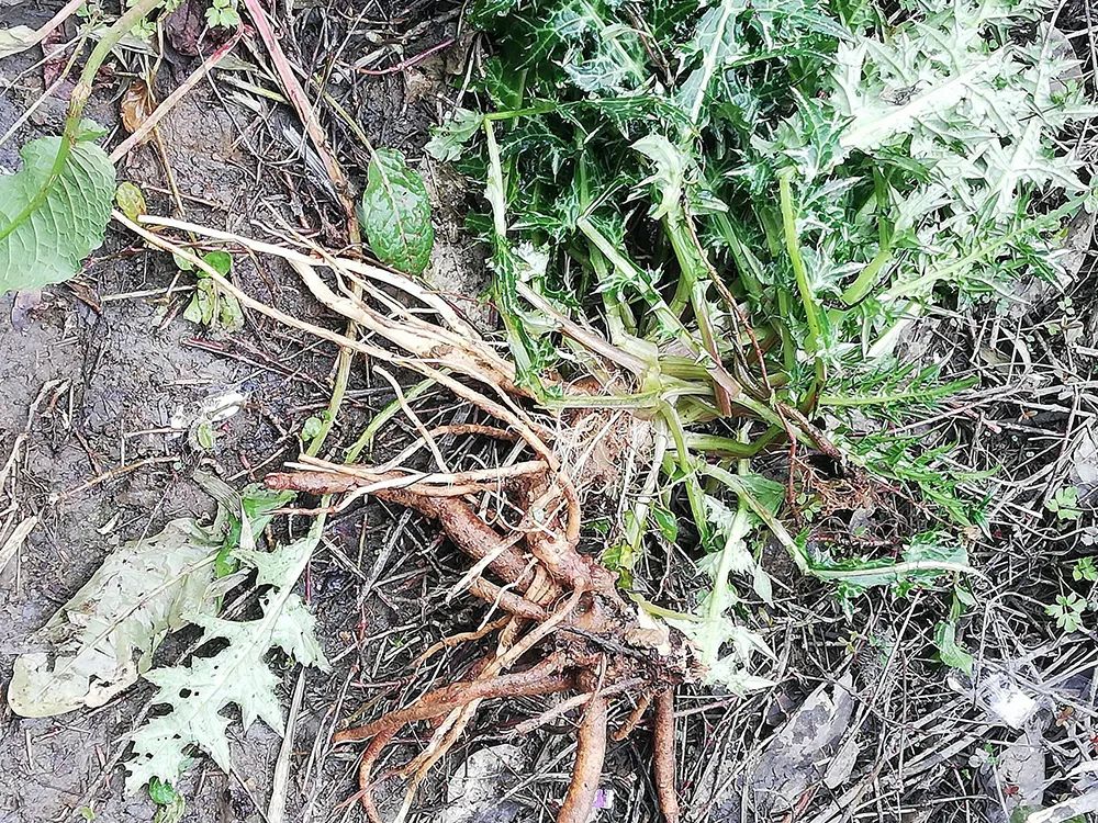 农村全身长刺的野草，其根像萝卜，价值珍贵，20元一斤