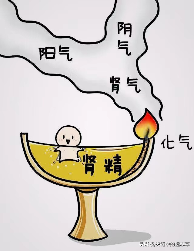 尿頻遺尿,多因腎氣虧虛,別怕,送你幾個小方子,全都可以補回來