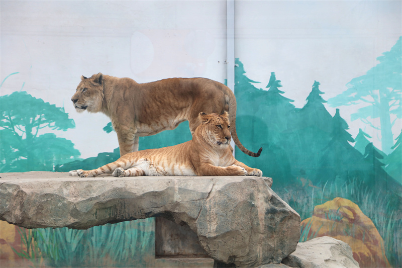 虎福齊臨門，春風(fēng)踏青來(lái) 臨泉魔幻動(dòng)物園4月1號(hào)恢復(fù)開放