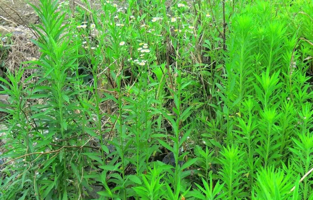 植物世界丨身边常见的40种入侵植物,有的极具危害,一定要注意