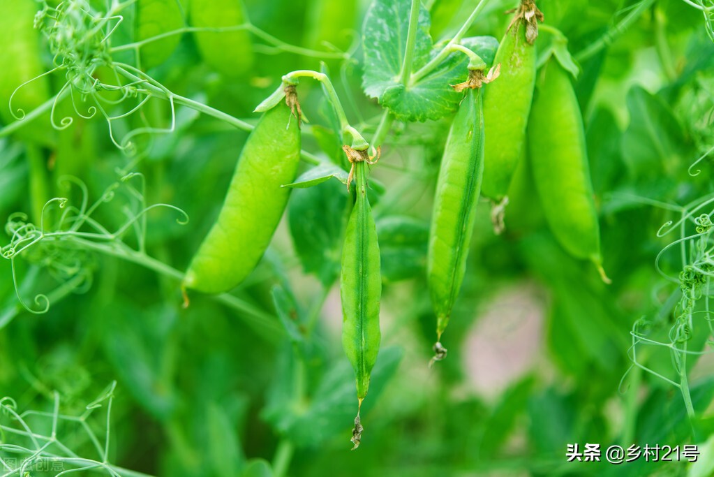 种豆角什么时候种最好（适合立春种植的两种豆类）