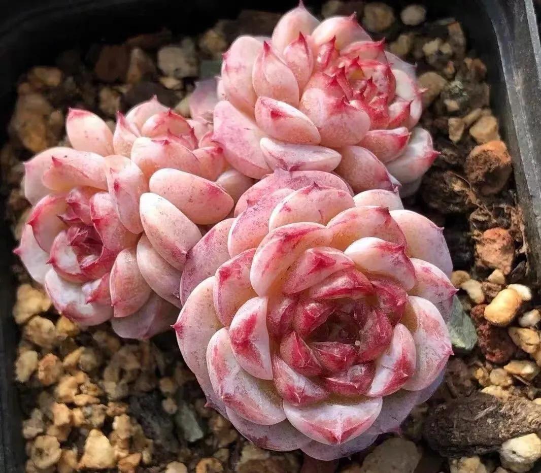 最美53款粉色系多肉-最美53款粉色系多肉图 - 114知识网