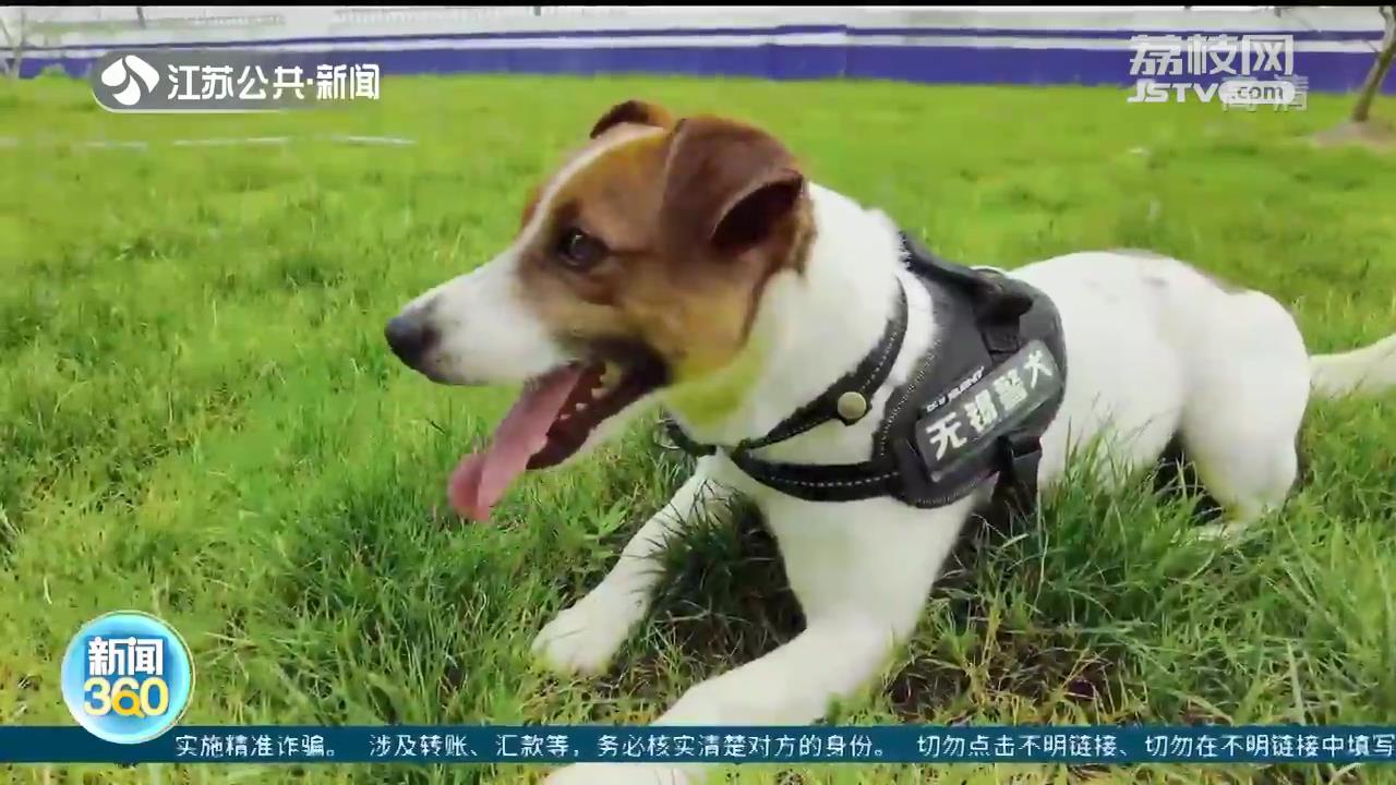 「国际禁毒日」为缉毒犬点个赞