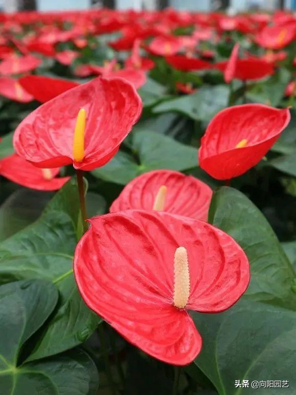 这8种花“招财”，养在家里，寓意“吸财进宝”，你家养的吗？