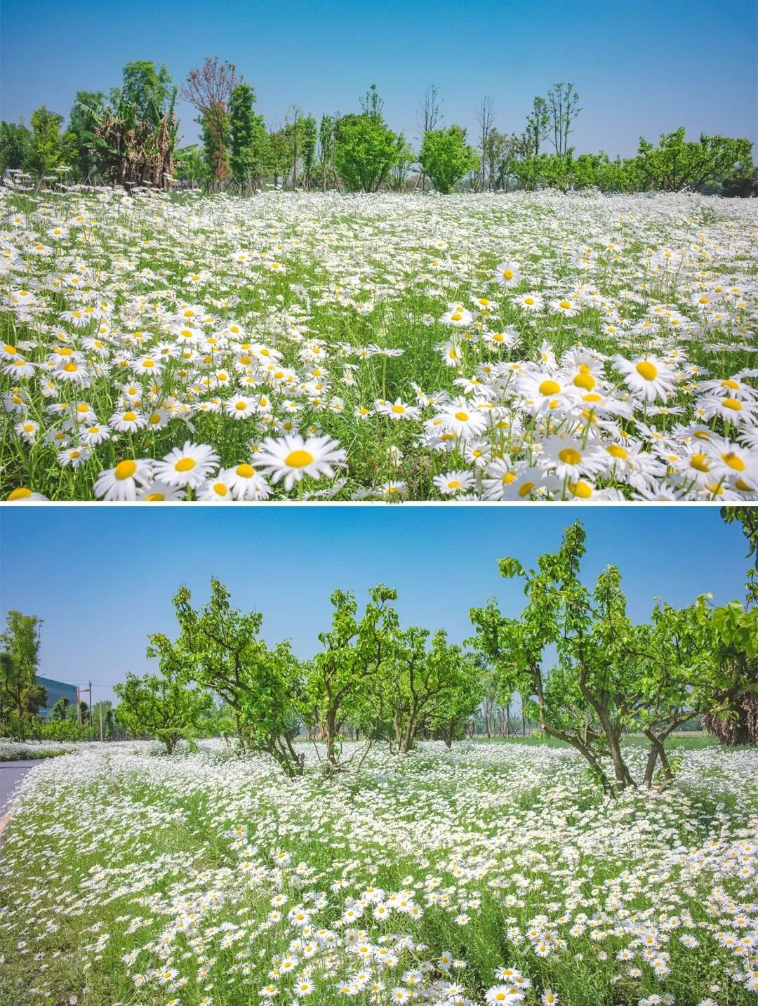 成都上新打卡地!普罗旺斯同款紫色花田,汉代宫阙,大片雏菊花海