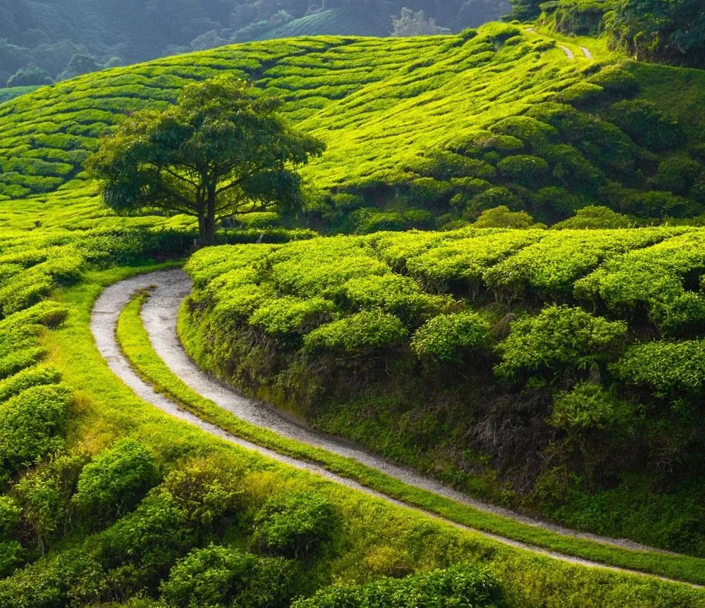 美丽乡村建设——景观营造