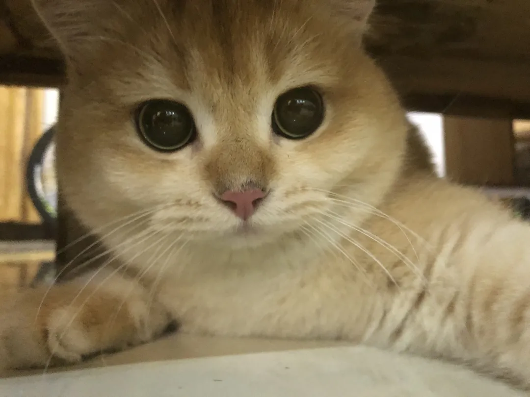 欢迎家庭新成员:总结猫咪到家需要的储备知识