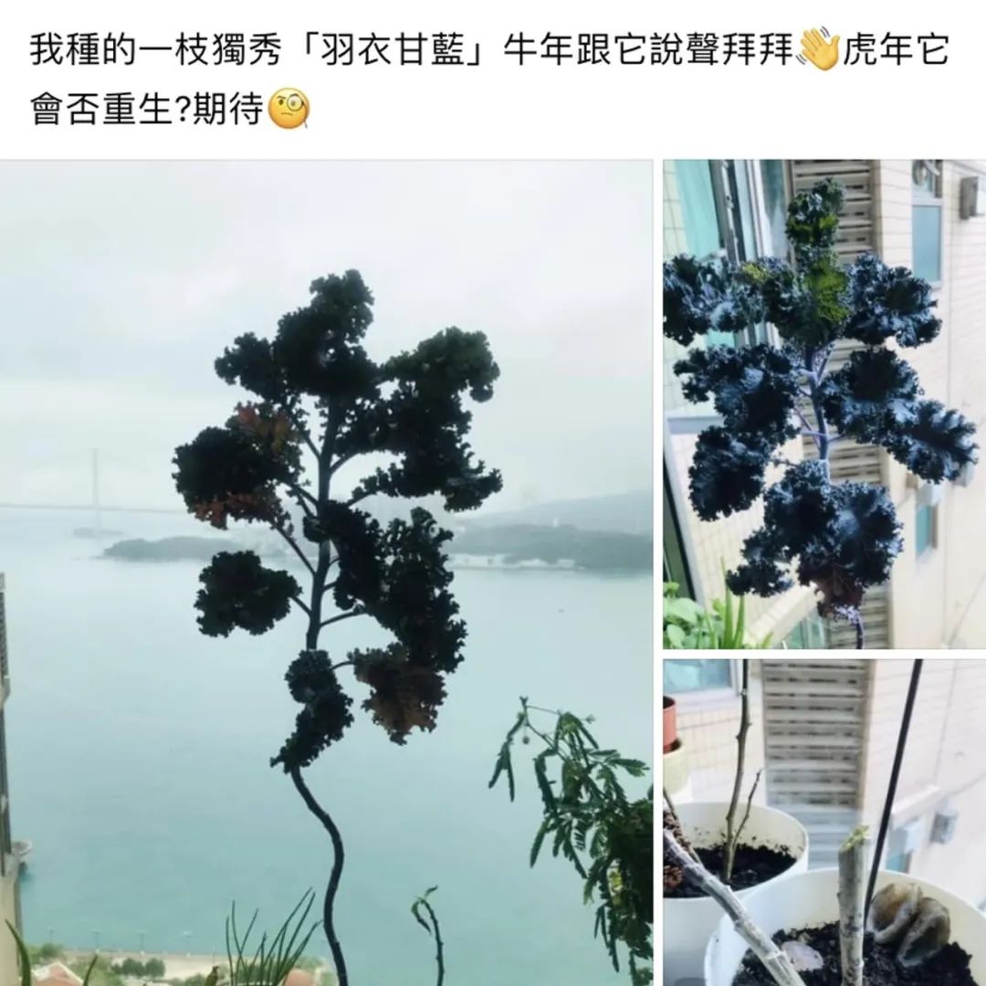 TVB金牌女配角肺癌睡梦中孤独离世，背后故事让人既惋惜又痛心
