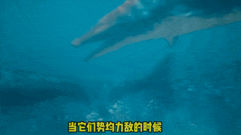 重磅更新！比《侏罗纪世界》还好看的恐龙纪录片终于上映了