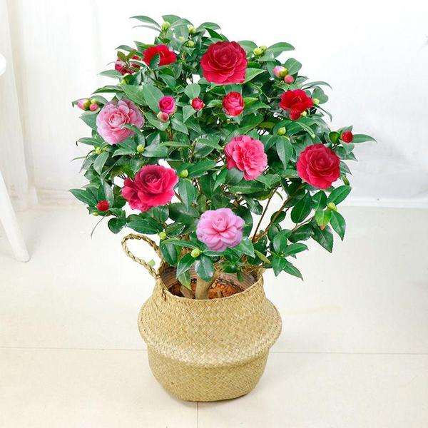 看了闺蜜客厅的3种花(看了闺蜜客厅的3种花的作文)