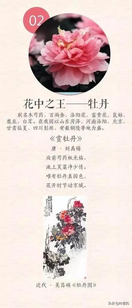 中国十大名花,您都知道吗?